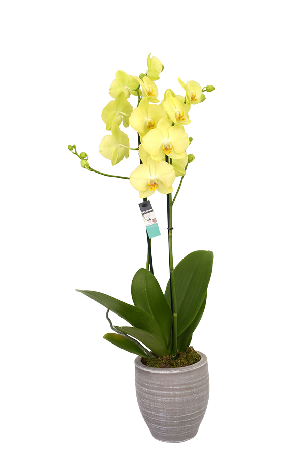 Κίτρινη Ορχιδέα Phalaenopsis