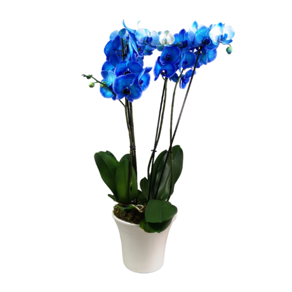 Double Μπλε Ορχιδέα Phalaenopsis