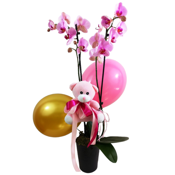Ροζ Ορχιδέα Phalaenopsis για Κοριτσάκι